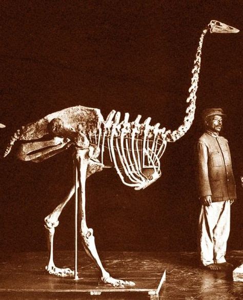 elephant bird skeleton - Google Search | Prehistoric animals, Dinosaur ...