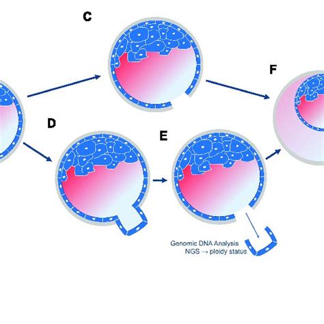 | Overview of the collection of blastocoel fluid. (A) The day5/6 ...