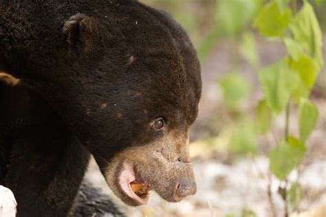 The Malayan sun bear is also known as the "honey bear"