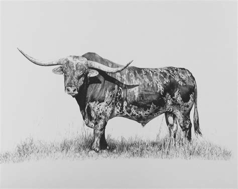 Texas Longhorn pencil drawing! | Cowboy artwork, Cowgirl art, Longhorn ...