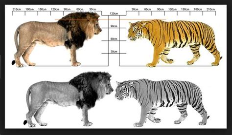 Harimau vs Singa. Siapa Yang Bakal Menang? - UNIKLOPEDIA