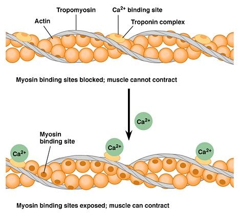 Troponin Calcium Interaction - CSCS Study Questions