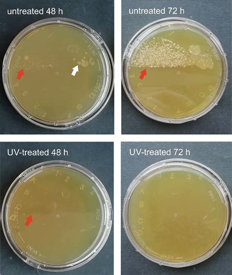 TSA contact plates inoculated with samples taken on May 29 after ...