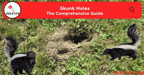 Skunk Holes | The Comprehensive Guide - BugsTips