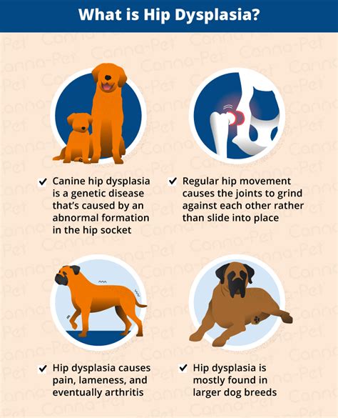 Dog Hip Dysplasia Causes, Signs and Treatments - PetieTec