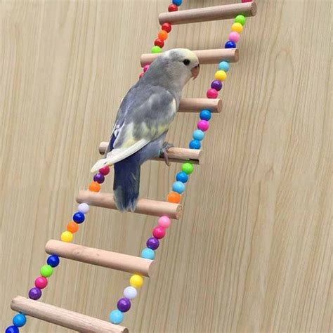 Pin on Budgies