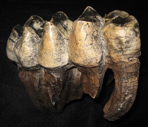 PALEO & GEO TOPICS: Comments by R. L. Squires: MASTODON VS. MAMMOTH TEETH