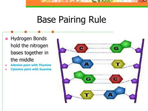 PPT - DNA, RNA, and Protein Synthesis PowerPoint Presentation, free ...