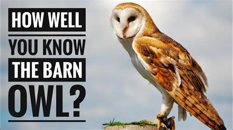 Barn Owl || Description, Characteristics and Facts! - YouTube