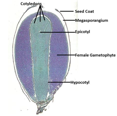 Pinophyta Wikipedia