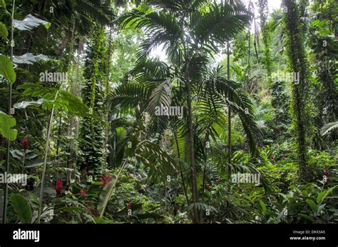 Jamaica, rainforest, forest, Ocho Rios, Jamaica Stock Photo - Alamy