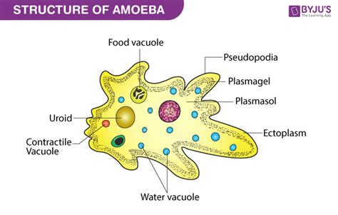 Difference between Bacteria and Amoeba