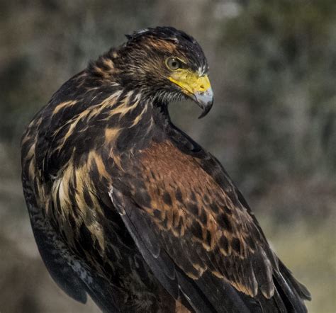 Harris's Hawk - Owen Deutsch Photography