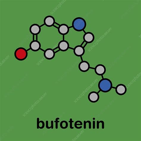 Bufotenin molecule, illustration - Stock Image - F030/5070 - Science ...