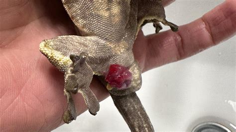 Crested Gecko Prolapse: Cause, Treatment, And Prevention | Pet Engineers