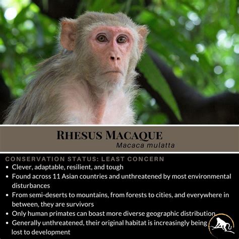 Rhesus Macaque, Macaca mulatta | New England Primate Conservancy