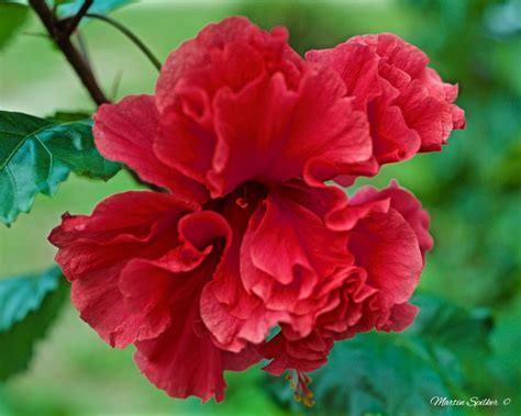 Chinese Hibiscus Blossom - Martin Spilker Photography