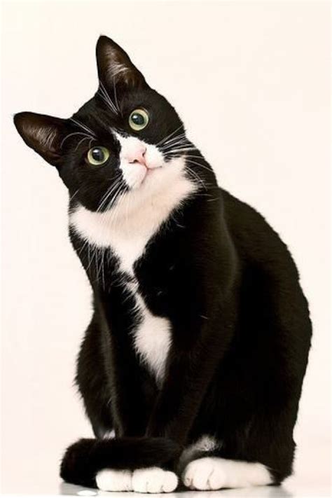 JN Tuxedocat3 Tuxedo Cats (A Rockstar Cat In Suit ) #cats | Cute ...