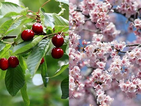 Do Cherry Blossom Trees Grow Cherries