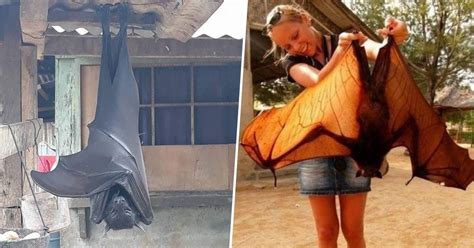 LOOK: Human-Sized Bats Exist and They’re Found in the Philippines