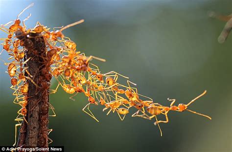 No bridge too far! Army of ants stranded in tree build their own bridge ...