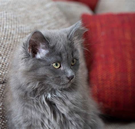 Grey Siberian Kitten