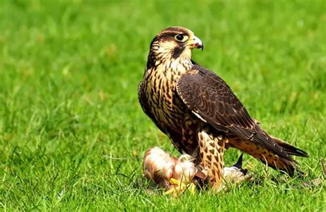 Peregrine Falcon - Description, Habitat, Image, Diet, and Interesting Facts