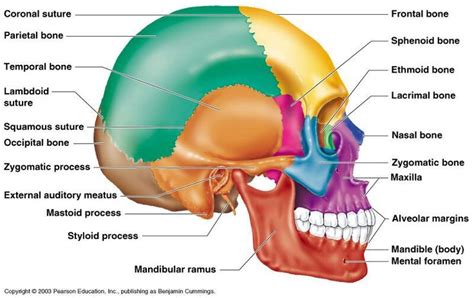 Human skull contain 22 bones | Anatomy bones, Human skull anatomy ...