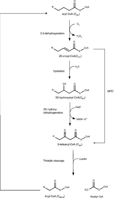 The four reactions of the peroxisomal b-oxidation pathway. MFE1 ...