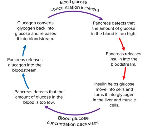 Negative Feedback Loop Insulin