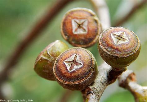 Interesting facts about eucalyptus | Just Fun Facts