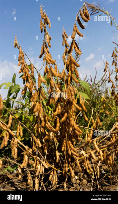 Soybean plant ready for harvest Stock Photo - Alamy