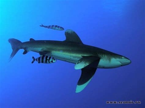 Red Sea Sharks | Sea shark, Underwater world, Animals