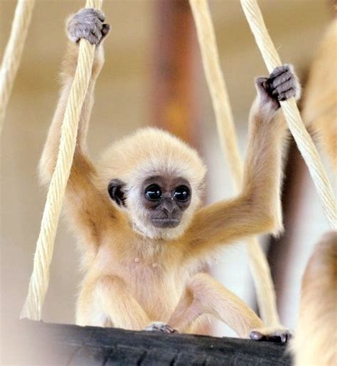 Baby Gibbons Ape: From Super Ugly To Super Cute | Cute baby animals ...