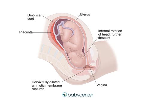 Stages Of Labor Diagram