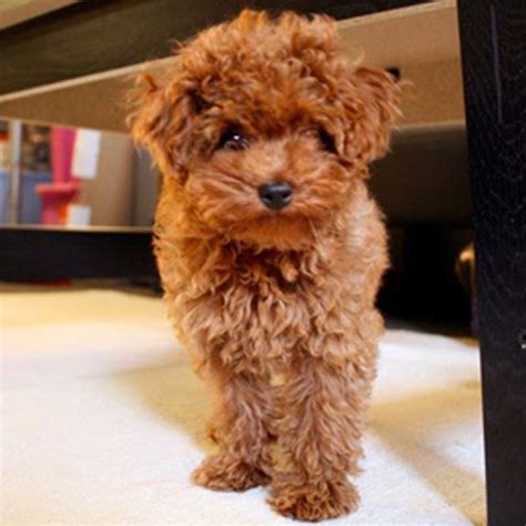 maltipoodle | puppy obsessed | Pinterest | Brown, Gift and Dog