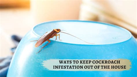 Top Ways to Keep Cockroach Infestation Out Of the House