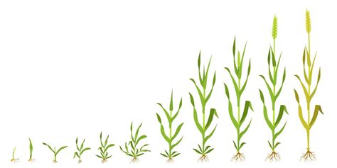 Growth wheat in stages. Infographics of grain germination. 7726379 ...