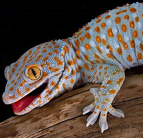 Tokay Gecko | Animal Pictures and Facts | FactZoo.com