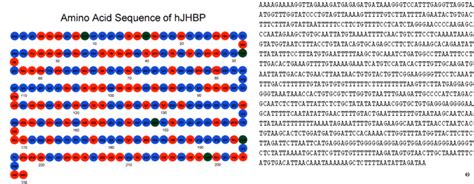 An amino acid sequence from a protein | Download Scientific Diagram