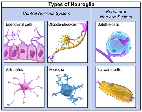 Glial Cells