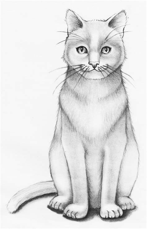 Cat drawing for beginners - callaxen