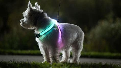 Tips for Walking a Dog on a Leash at Night