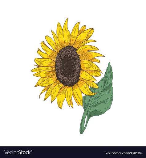 Detailed botanical drawing of sunflower head stem Vector Image