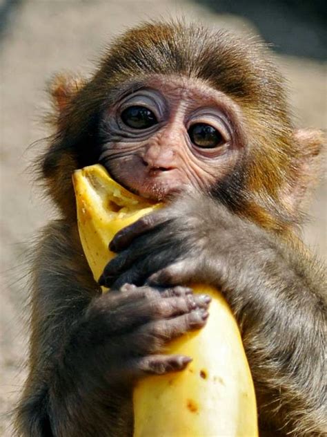 Who Dash Monkey Banana? ~ PublicWellness Group