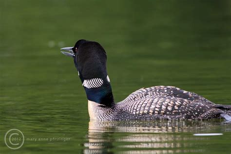 MAP3777 Sounding Alarm | A Common Loon sounds out a warning … | Flickr