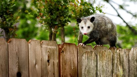 The Three Species Of Opossum In The Amazon Rainforest ...