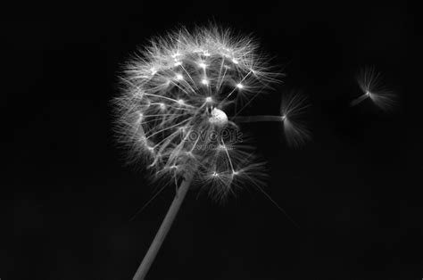 Black And White Dandelion Picture And HD Photos | Free Download On Lovepik