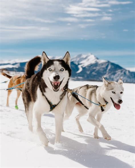 Dog sled racing to return to Dillon Reservoir after almost 20-year ...