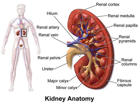 Visceral Organs – Advanced Anatomy 2nd. Ed.